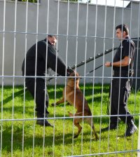 pies służbowy atakujący policjanta ubranego w specjalny kombinezon